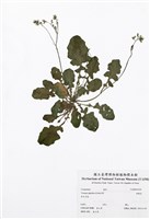 藏品(黃鵪菜)的圖片